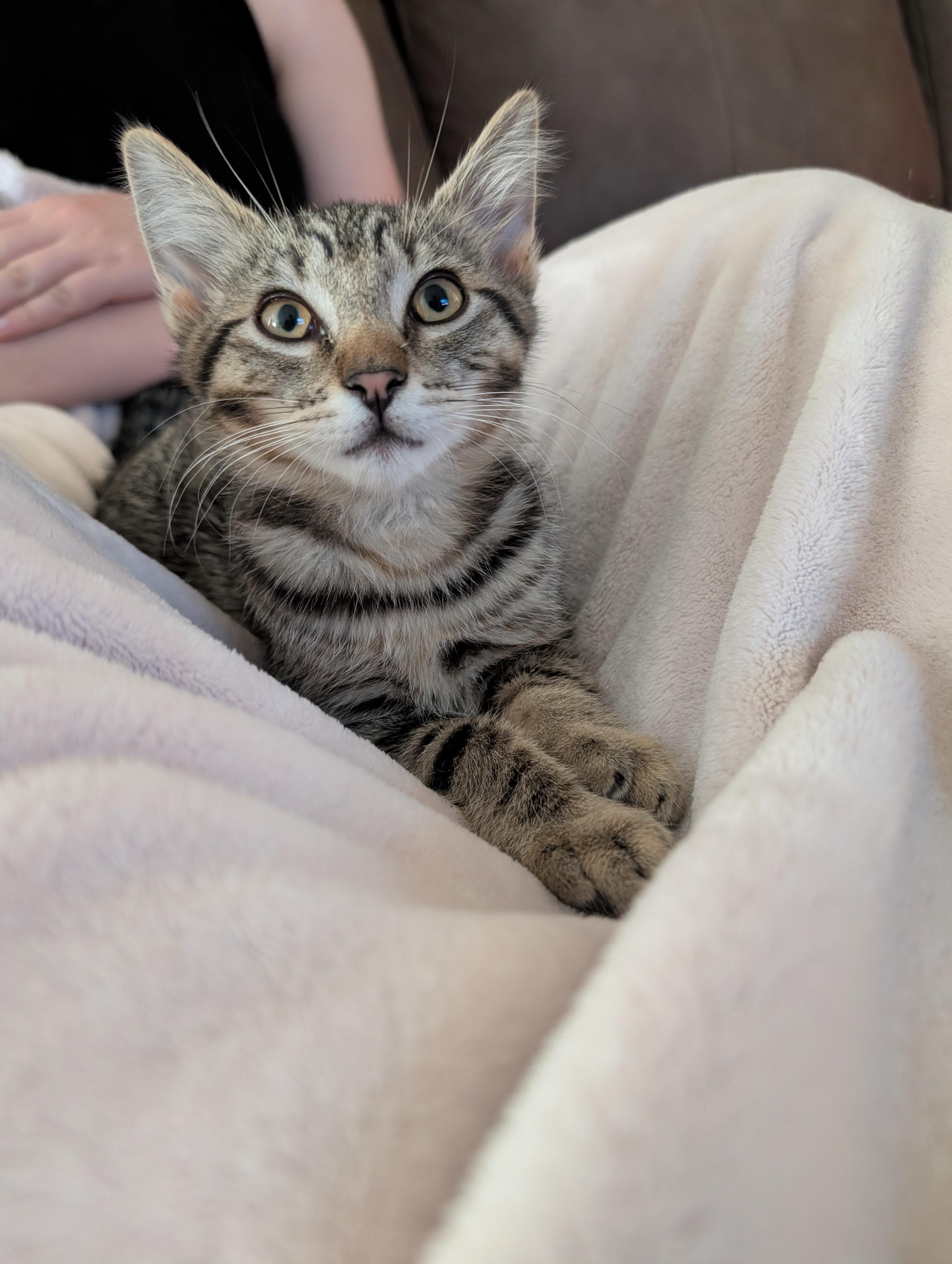 Enlarge Finn, a Adoptable Domestic Medium Hair in Tillamook, OR image 6/6