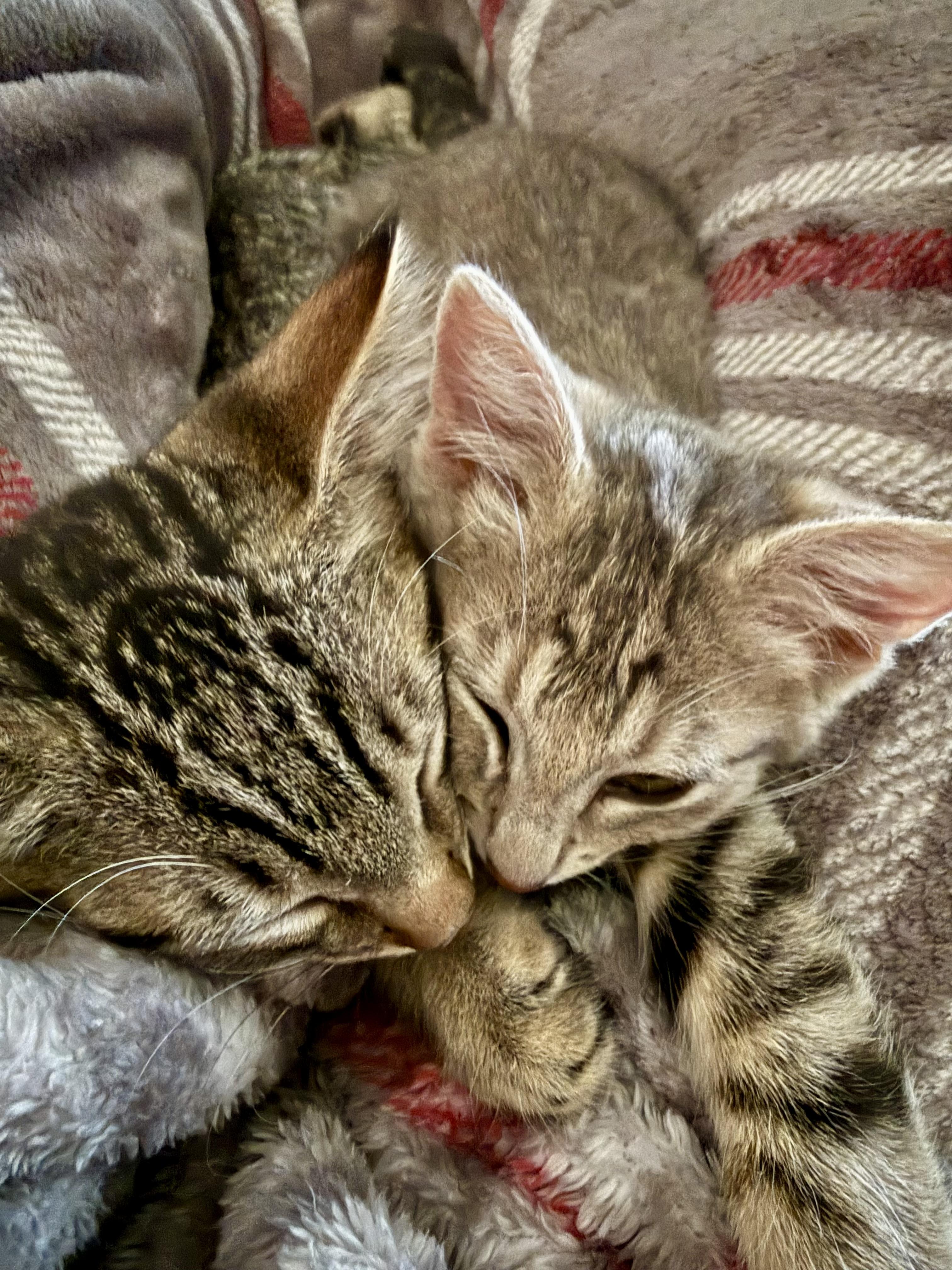 Enlarge Finn, a Adoptable Domestic Medium Hair in Tillamook, OR image 3/6