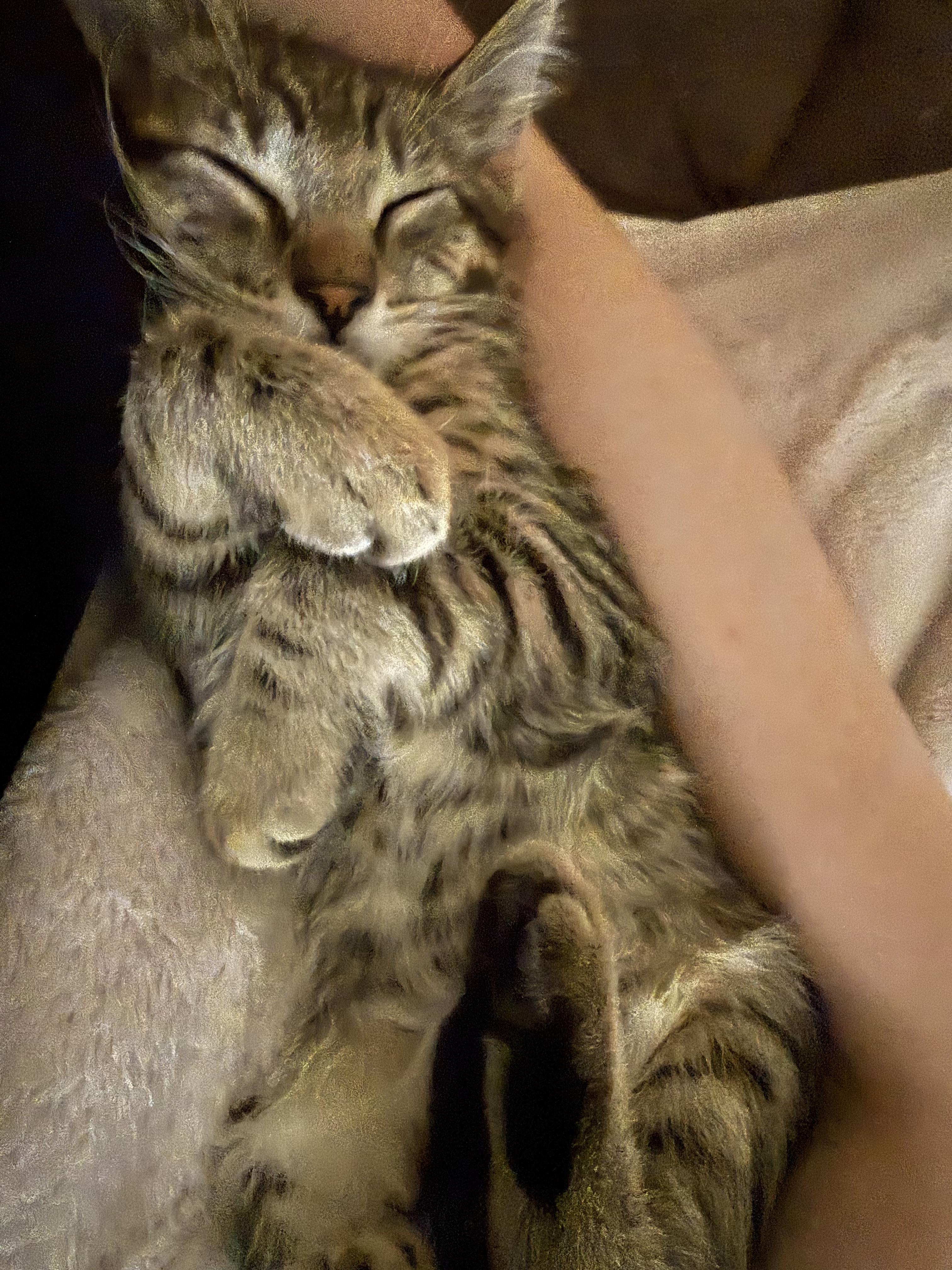 Enlarge Finn, a Adoptable Domestic Medium Hair in Tillamook, OR image 5/6