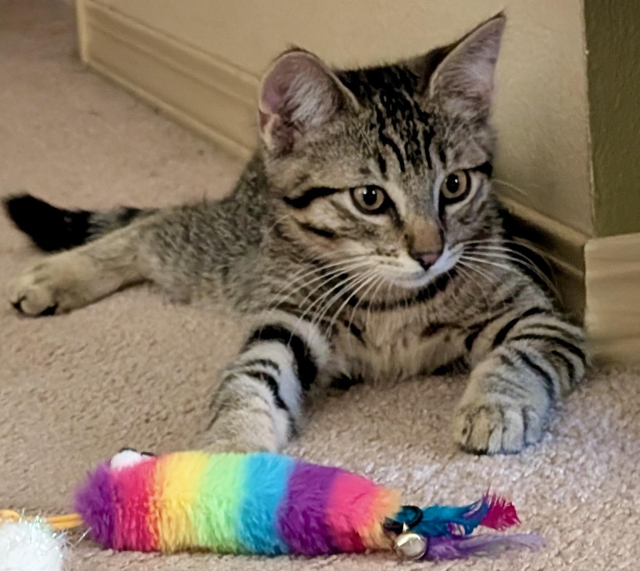 Enlarge Finn, a Adoptable Domestic Medium Hair in Tillamook, OR image 2/6