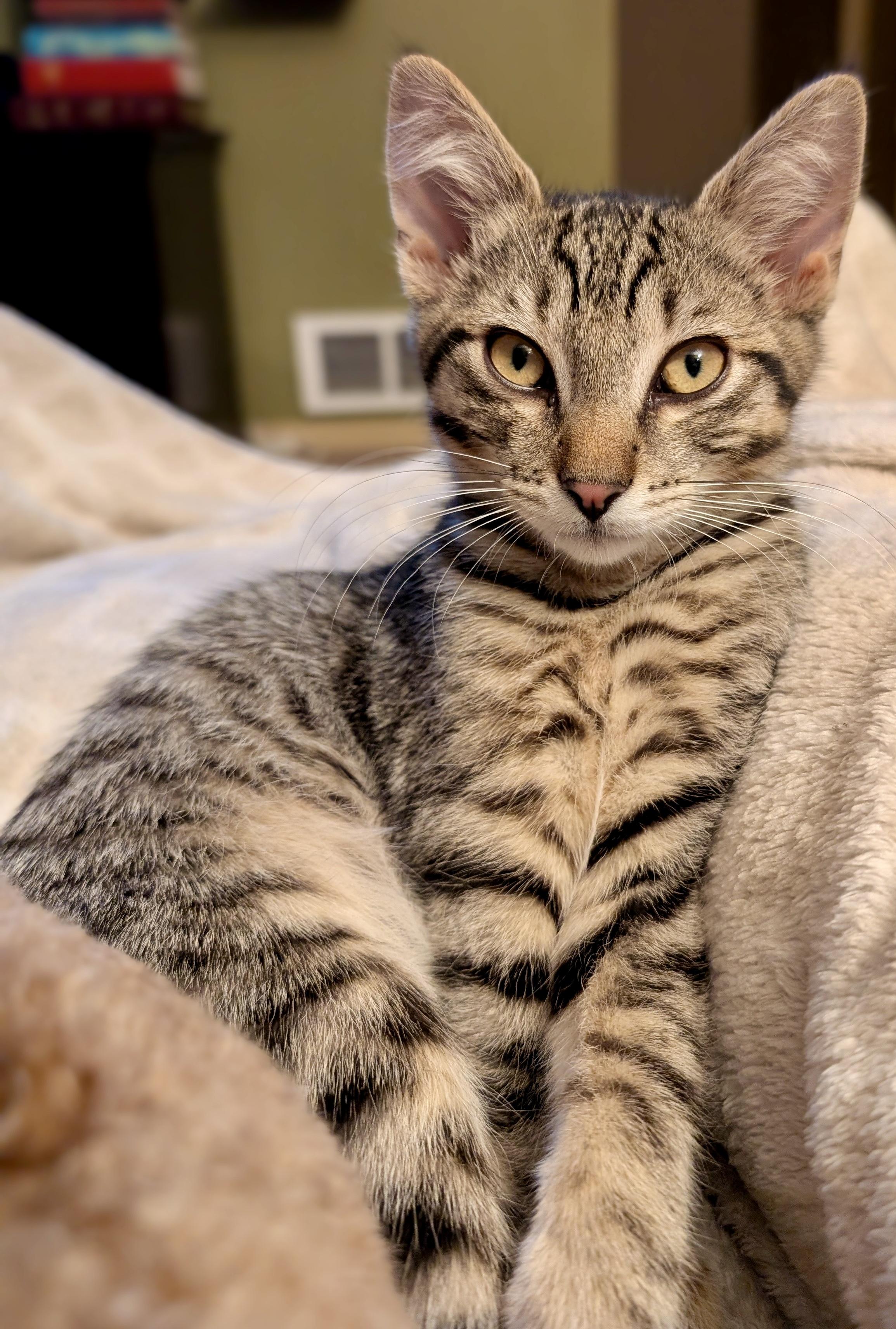 Enlarge Finn, a Adoptable Domestic Medium Hair in Tillamook, OR image 1/6
