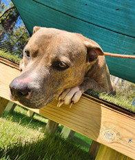 MATILDA, Adoptable, Senior Female Pit Bull Terrier.