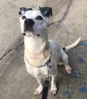 Enlarge Duckie, a Adoptable mixed breed in Newport Beach, CA image 1/12