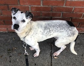 Enlarge Duckie, a Adoptable mixed breed in Newport Beach, CA image 5/12