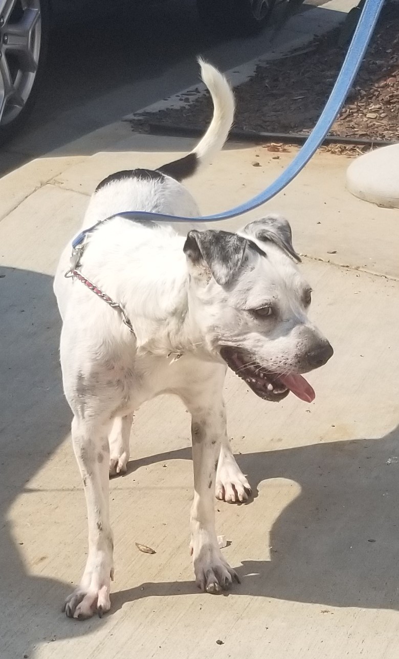 Enlarge Duckie, a Adoptable mixed breed in Newport Beach, CA image 6/12