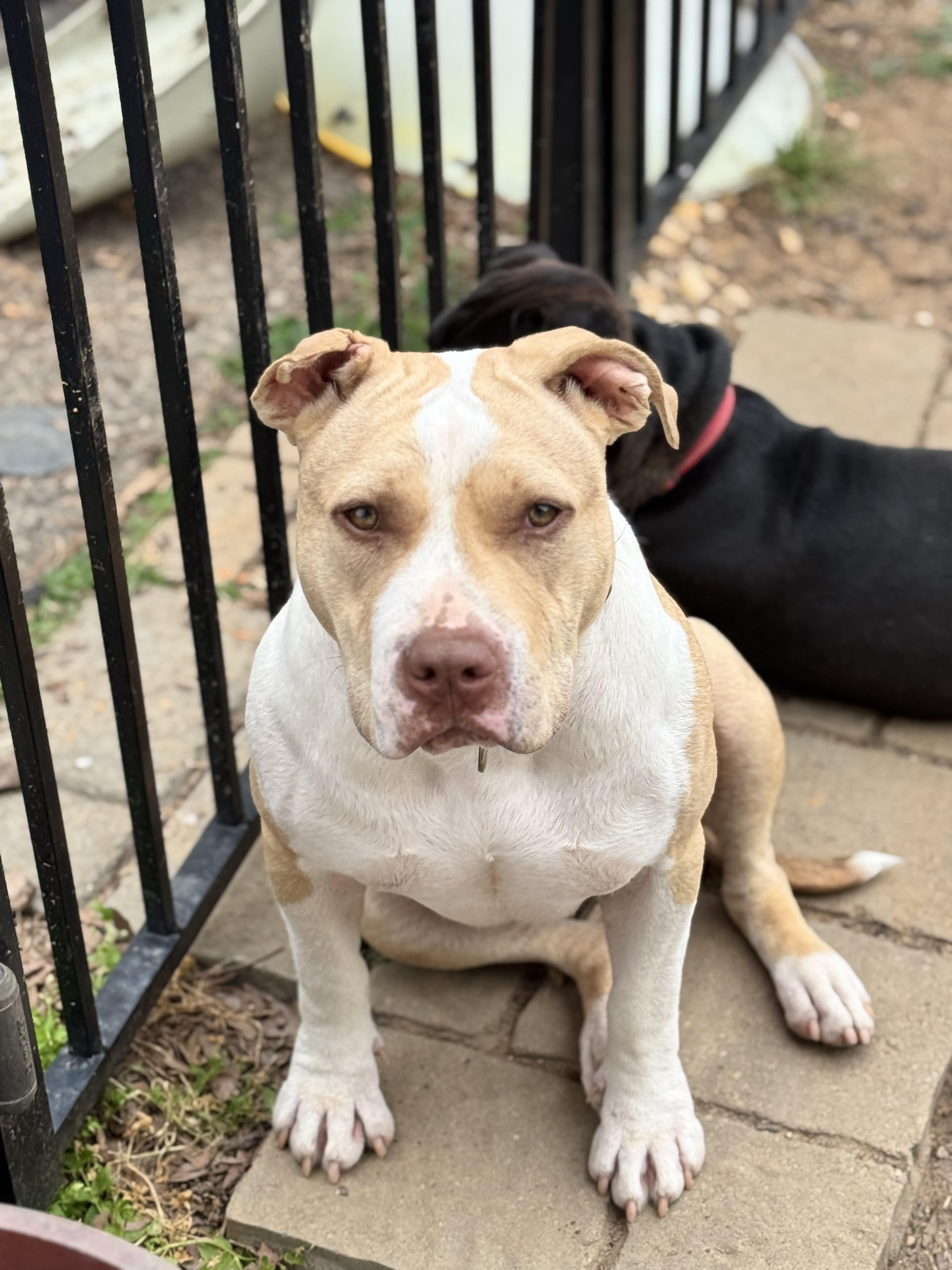 Enlarge Lettie, a Adoptable mixed breed in RUFFIN, NC image 5/5