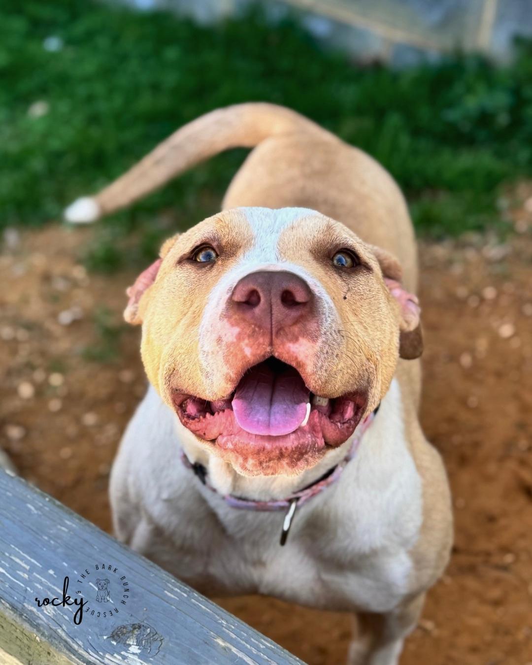 Enlarge Lettie, a Adoptable mixed breed in RUFFIN, NC image 3/5