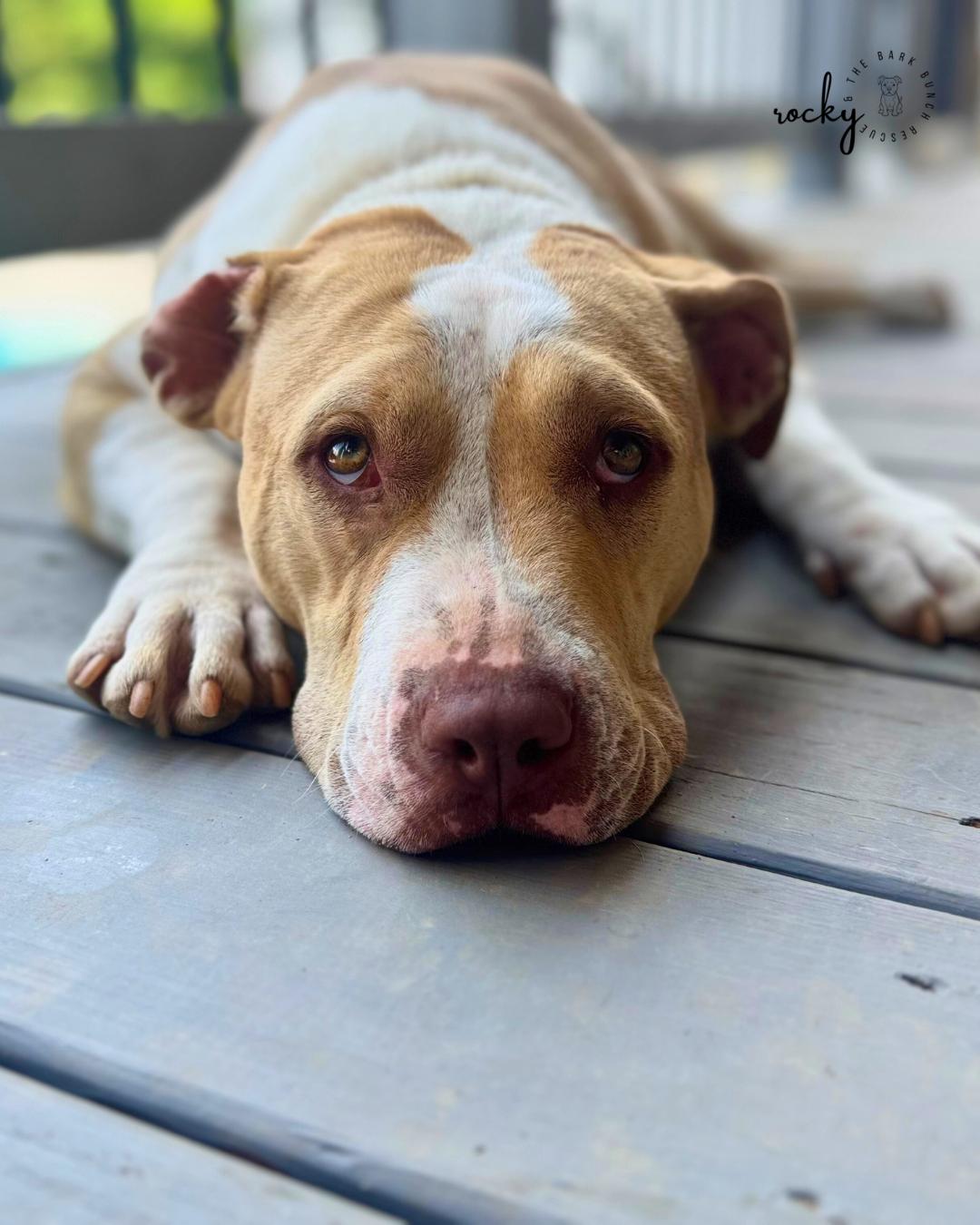 Lettie, Adoptable, Adult Female Pit Bull Terrier.