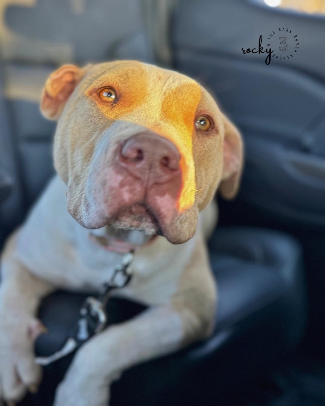 Enlarge Lettie, a Adoptable mixed breed in RUFFIN, NC image 4/5