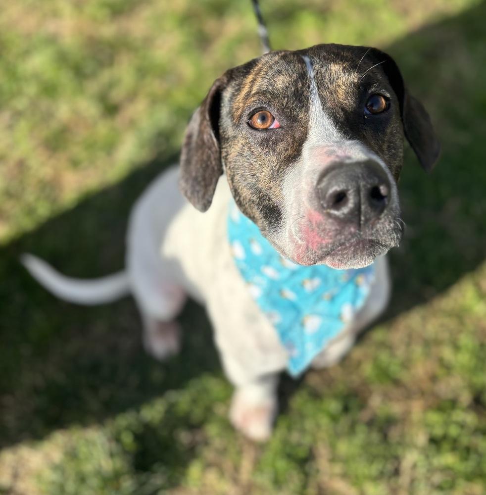 Frida - Dolly, Adoptable, Young Female Basset Hound.
