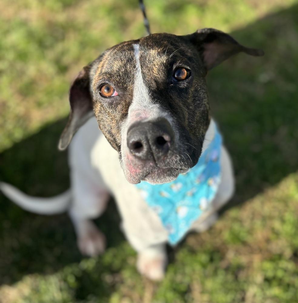 Enlarge Frida - Dolly, a Adoptable mixed breed in Dickson, TN image 2/5