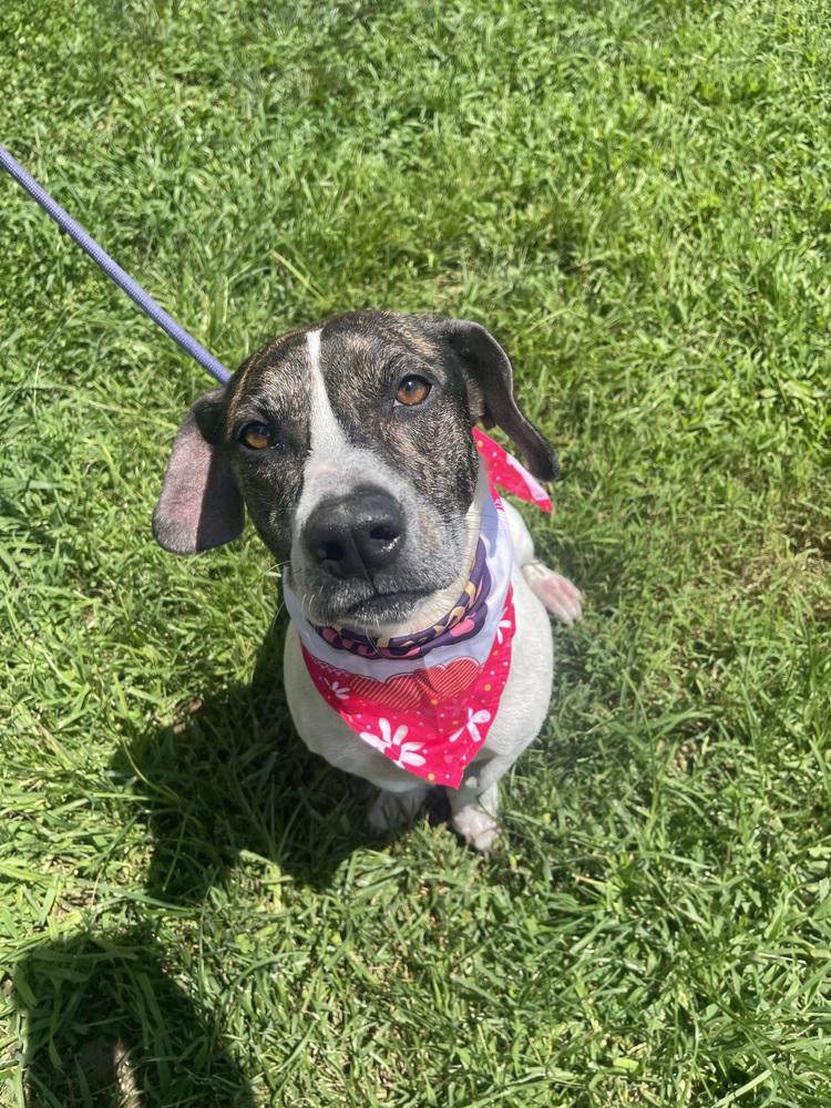 Enlarge Frida - Dolly, a Adoptable mixed breed in Dickson, TN image 3/5
