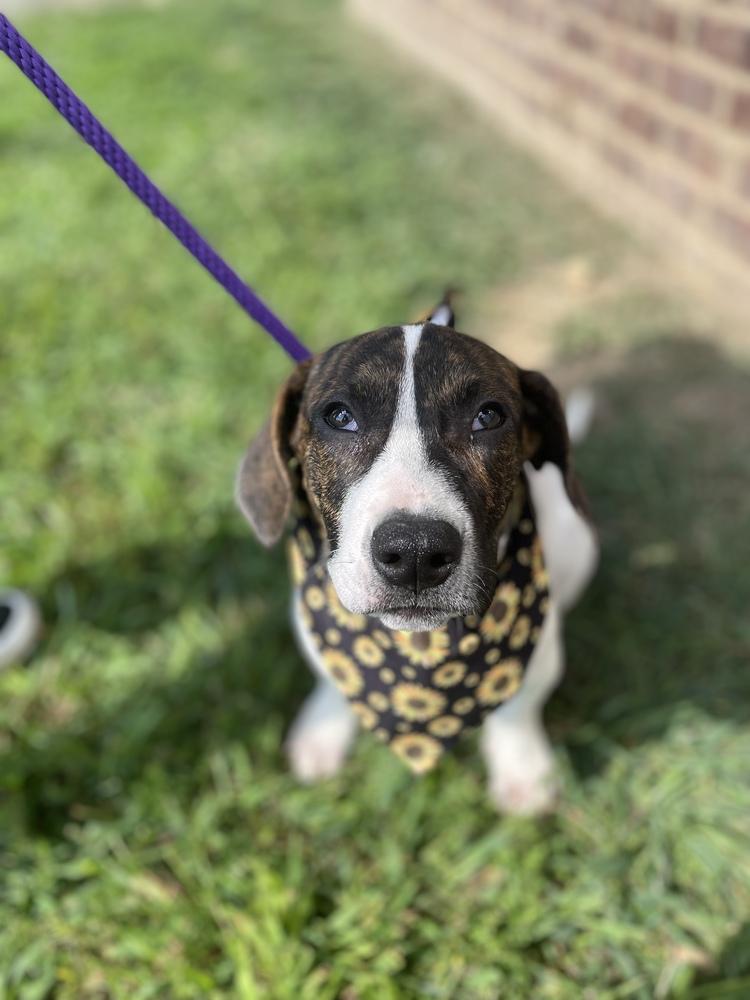 Enlarge Frida - Dolly, a Adoptable mixed breed in Dickson, TN image 4/5