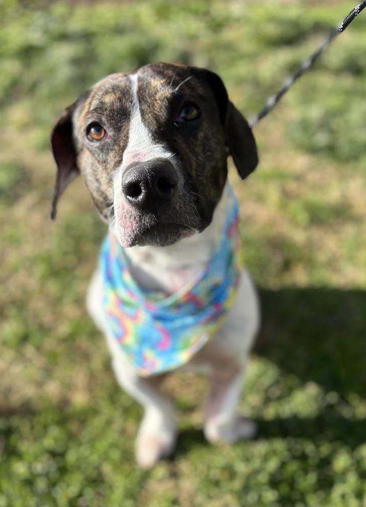 Enlarge Frida - Dolly, a Adoptable mixed breed in Dickson, TN image 5/5