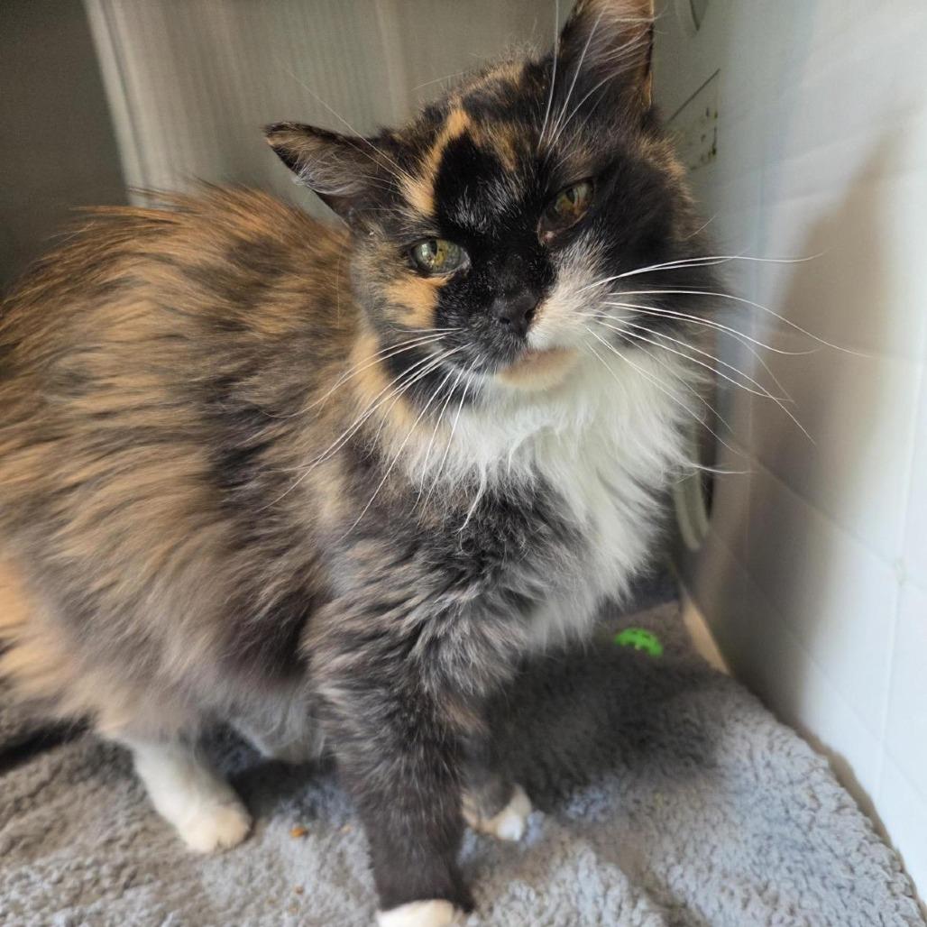 Gigi, Adoptable, Senior Female Domestic Medium Hair.