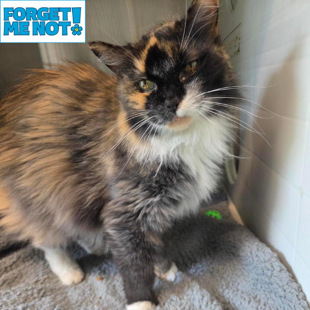 Enlarge Gigi, a Adoptable Domestic Medium Hair in Baltimore, MD image 2/3