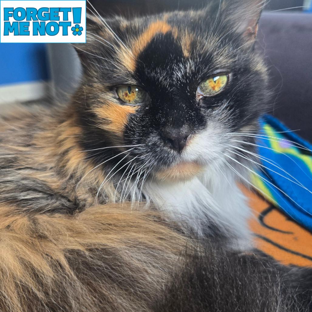 Enlarge Gigi, a Adoptable Domestic Medium Hair in Baltimore, MD image 3/3