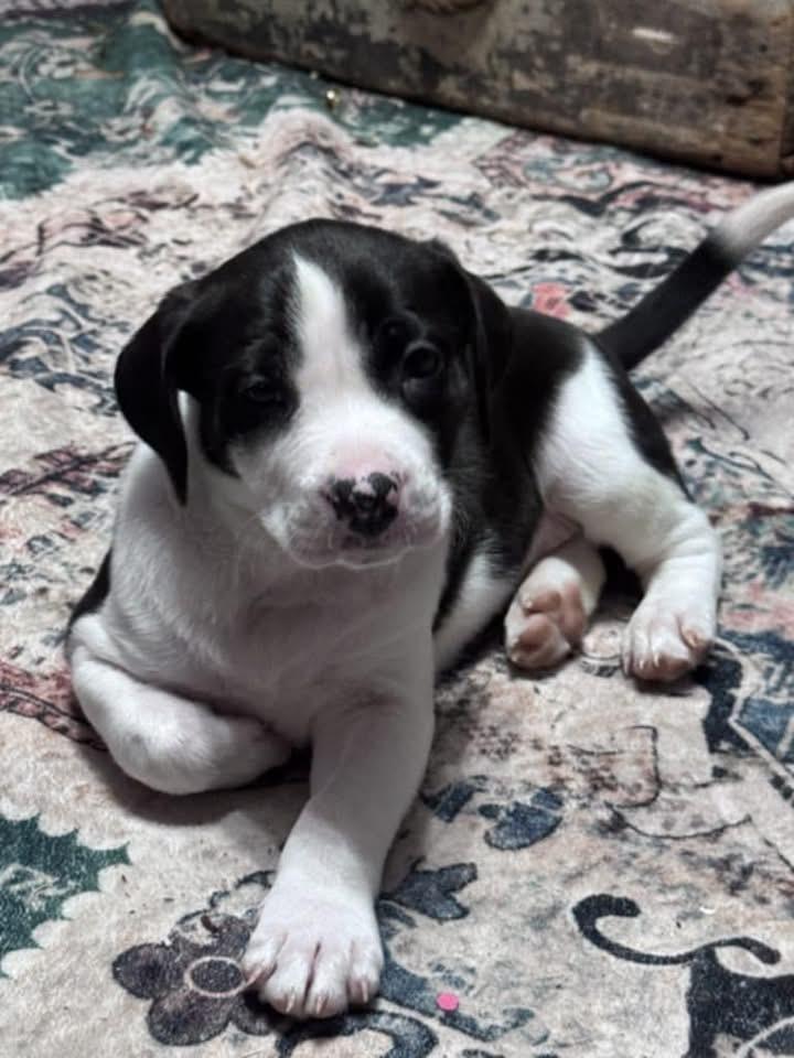 Douglas, Adoptable, Puppy Male Hound.