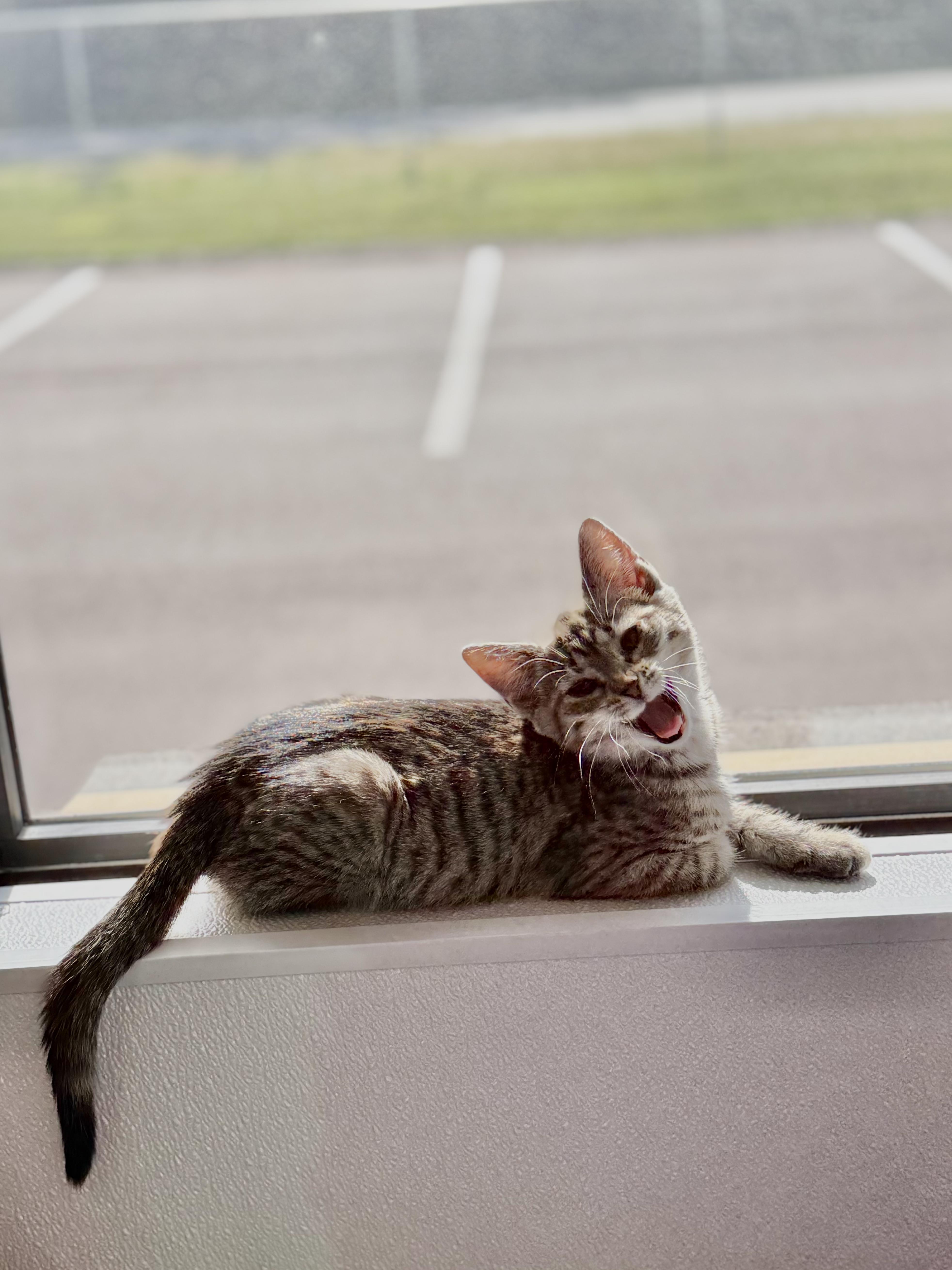 Millie, ADOPTABLE, Kitten Female Domestic Short Hair.