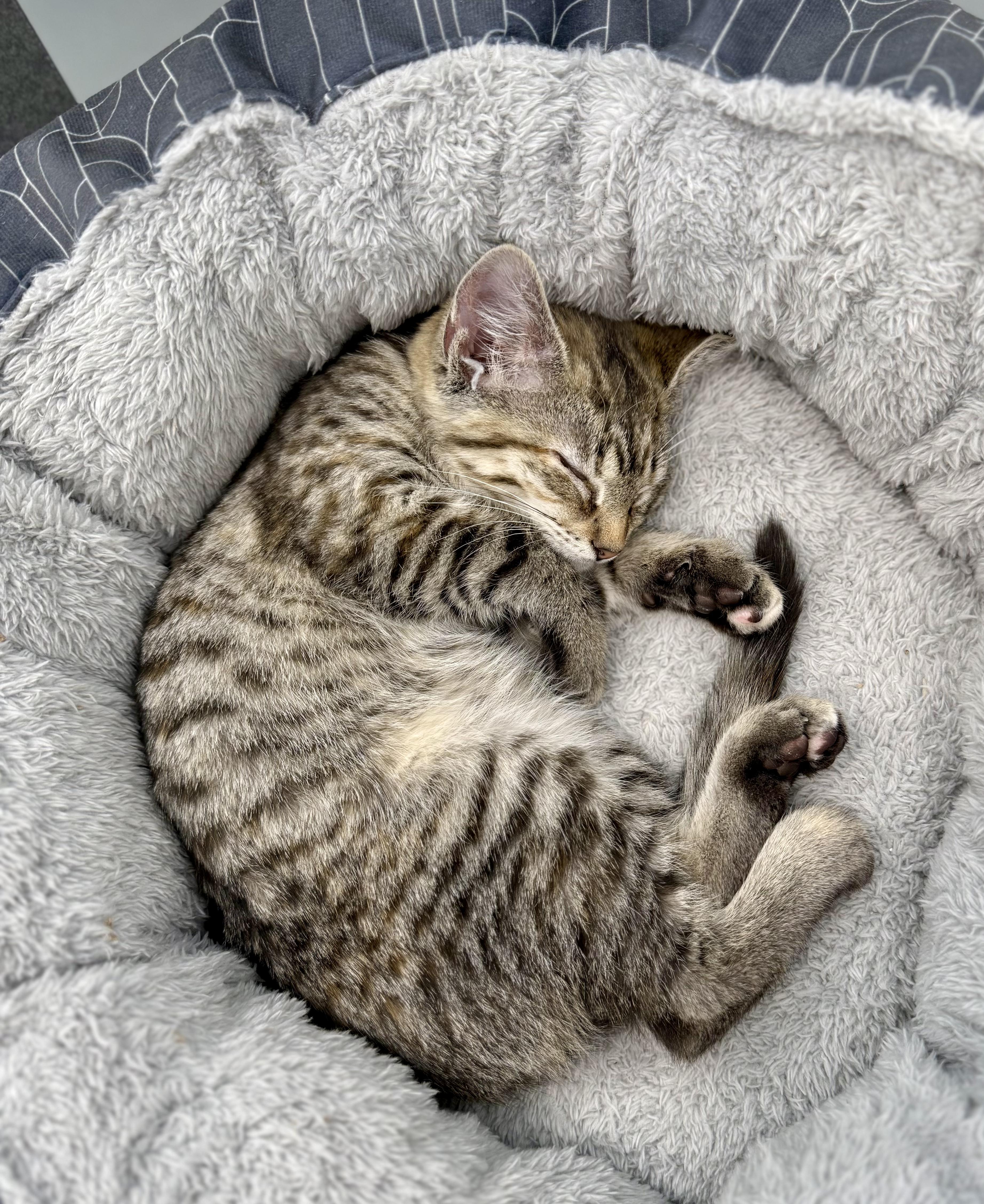 Enlarge Millie, a ADOPTABLE Domestic Short Hair in Kalamazoo, MI image 5/6