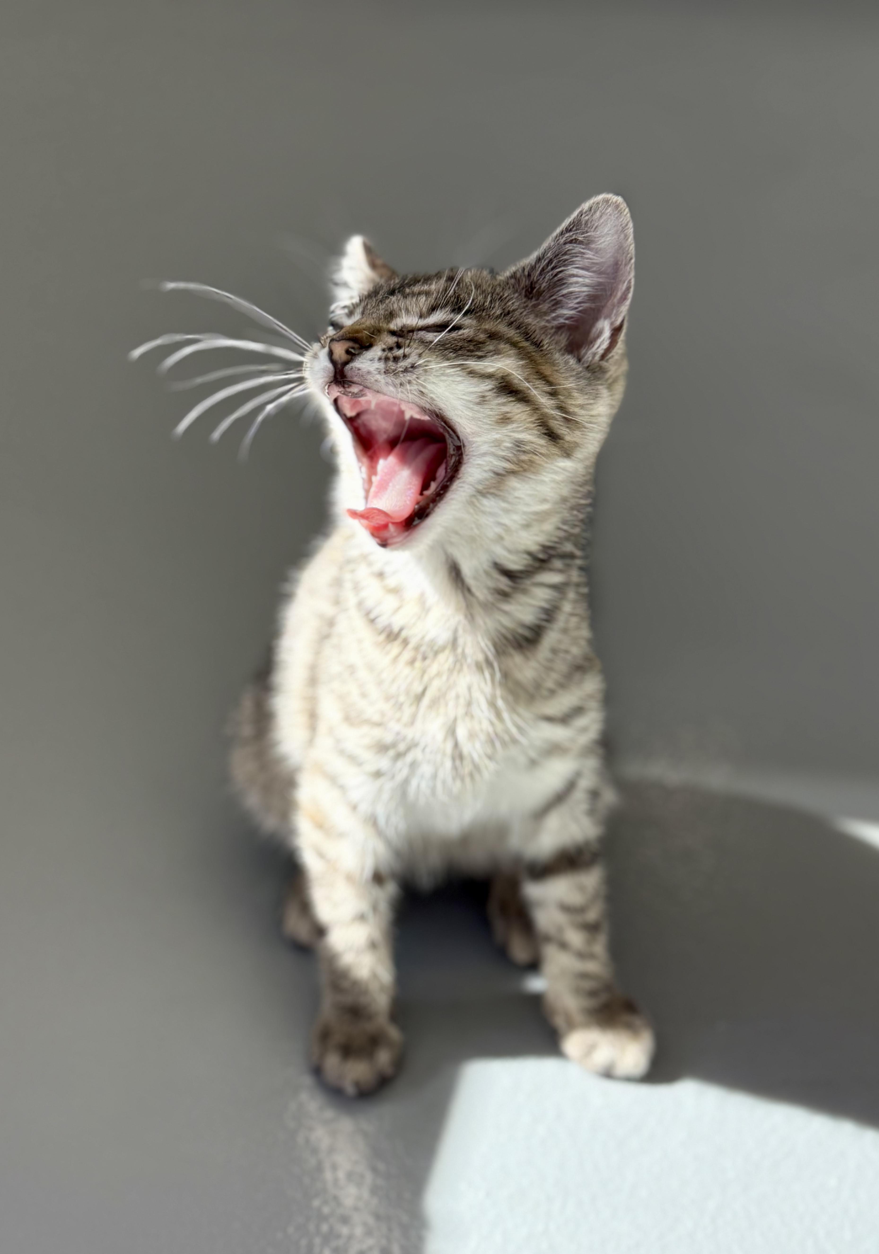 Enlarge Millie, a ADOPTABLE Domestic Short Hair in Kalamazoo, MI image 3/6