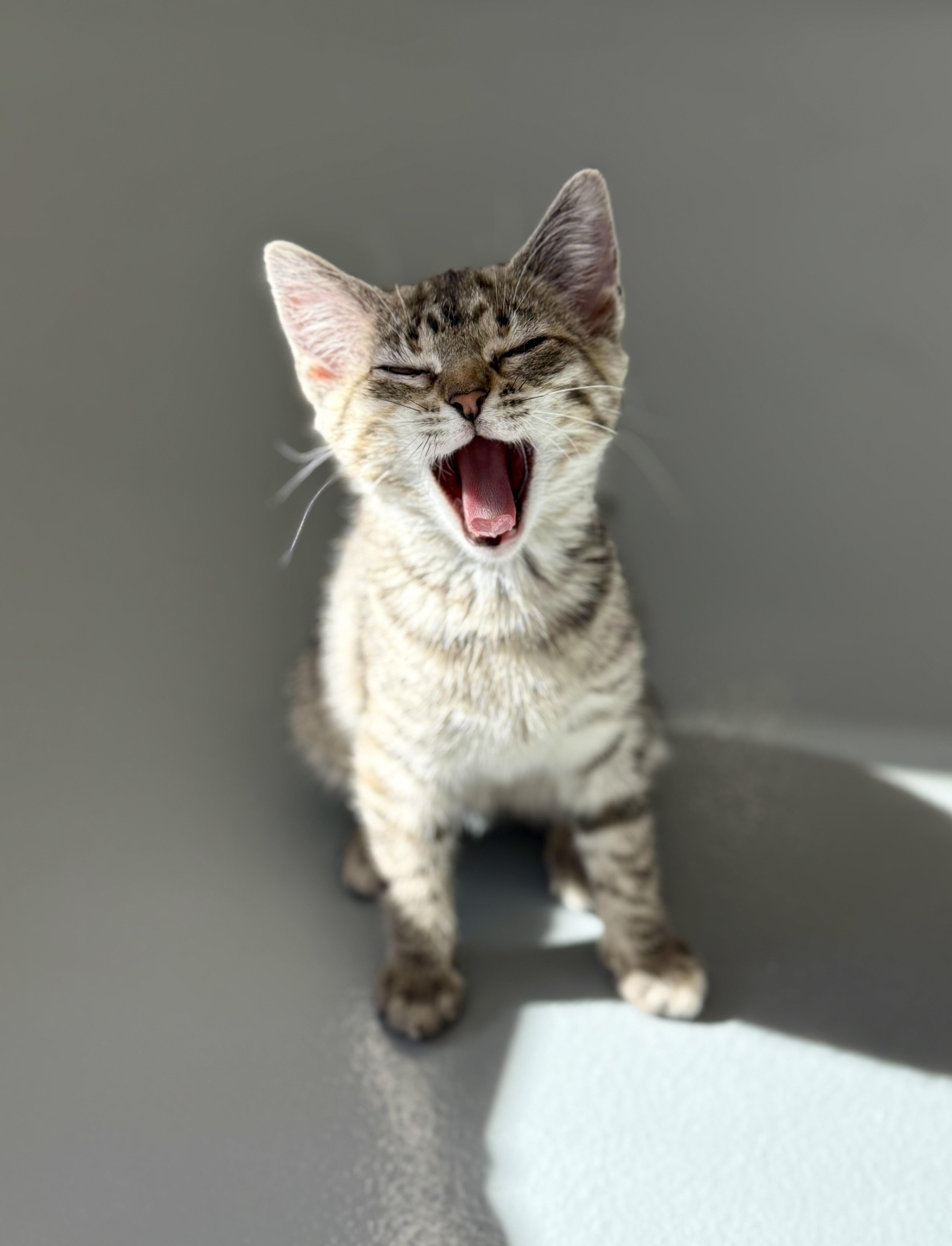 Enlarge Millie, a ADOPTABLE Domestic Short Hair in Kalamazoo, MI image 4/6