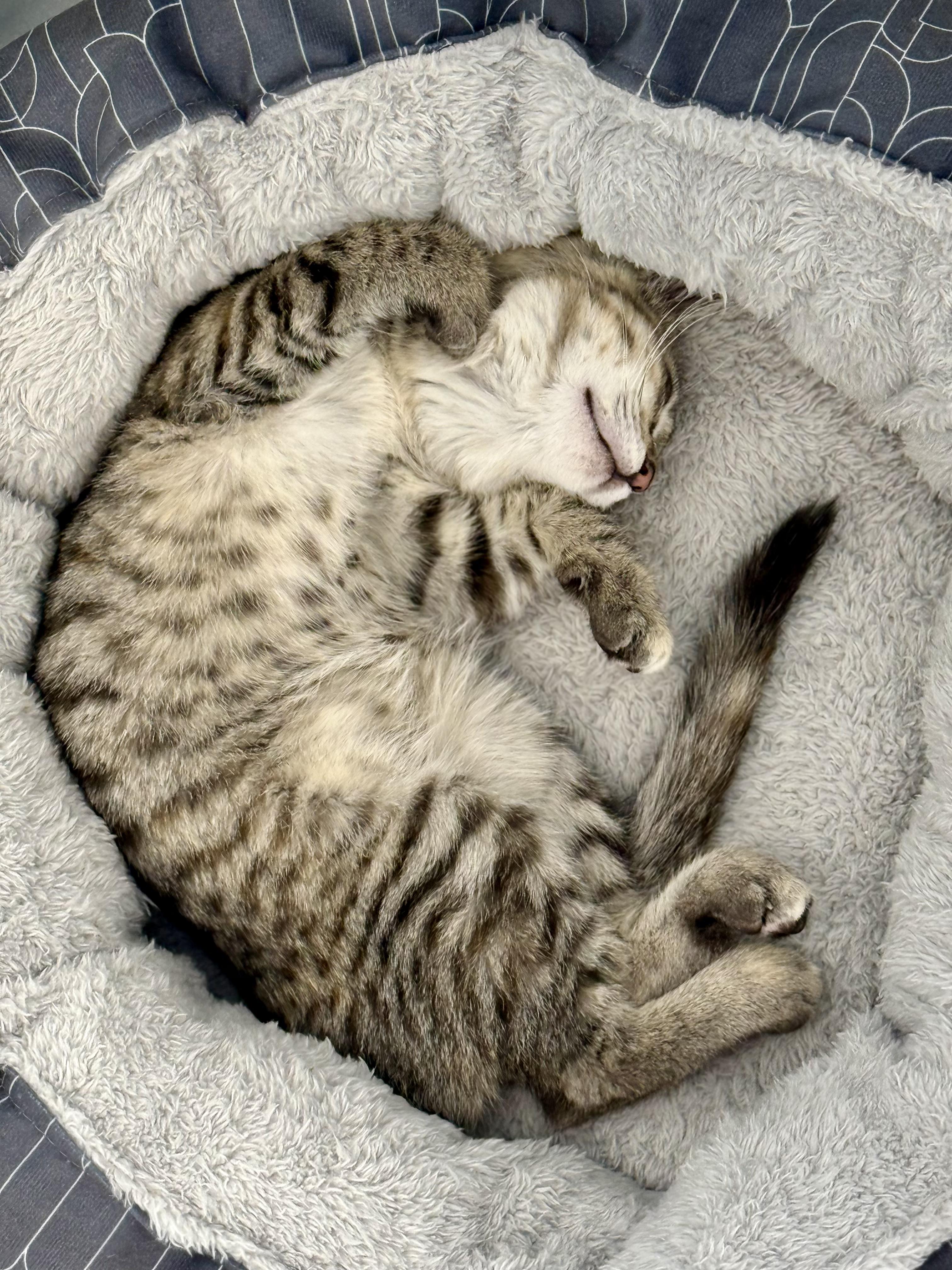 Enlarge Millie, a ADOPTABLE Domestic Short Hair in Kalamazoo, MI image 2/6