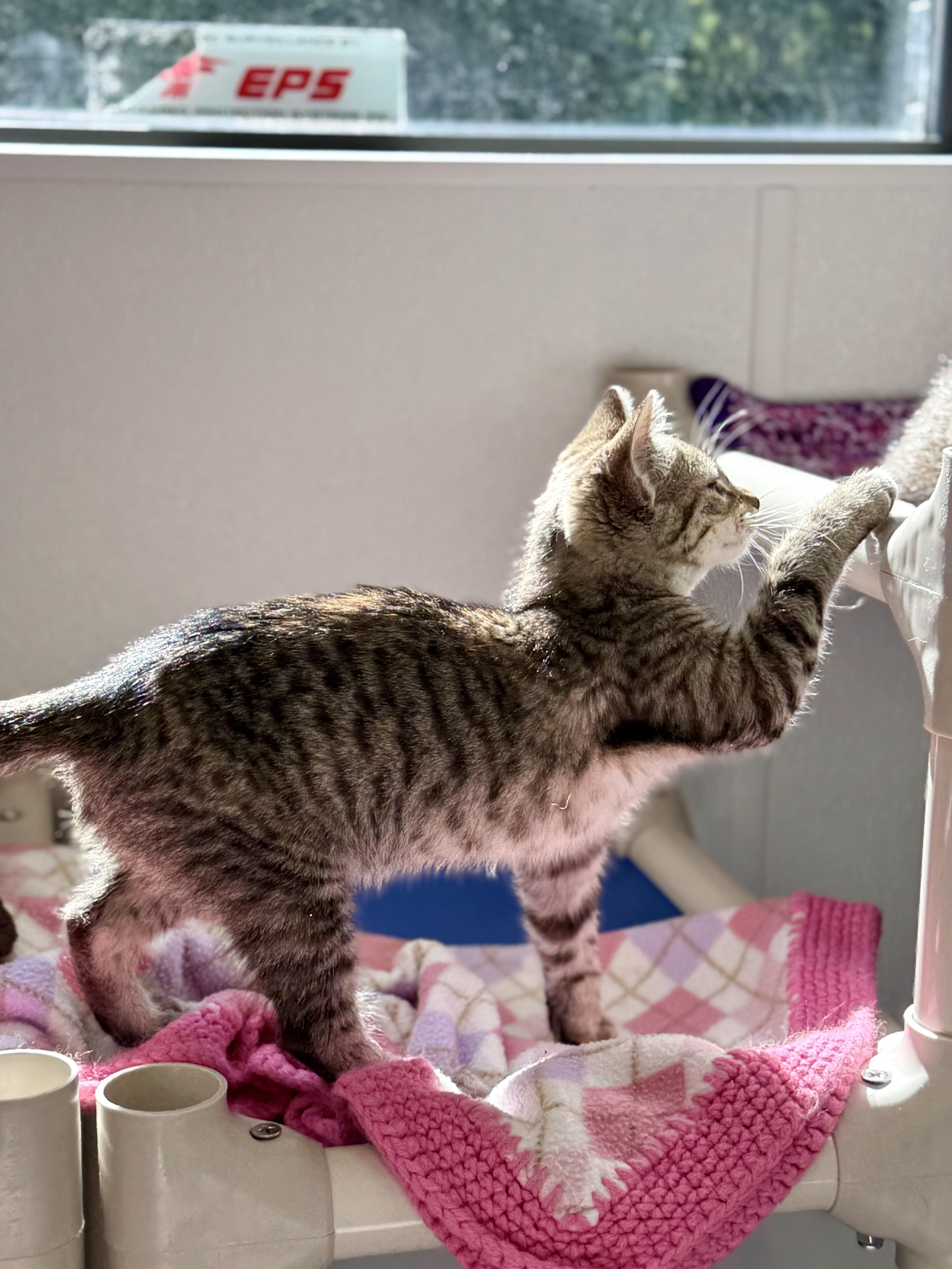 Enlarge Millie, a ADOPTABLE Domestic Short Hair in Kalamazoo, MI image 6/6