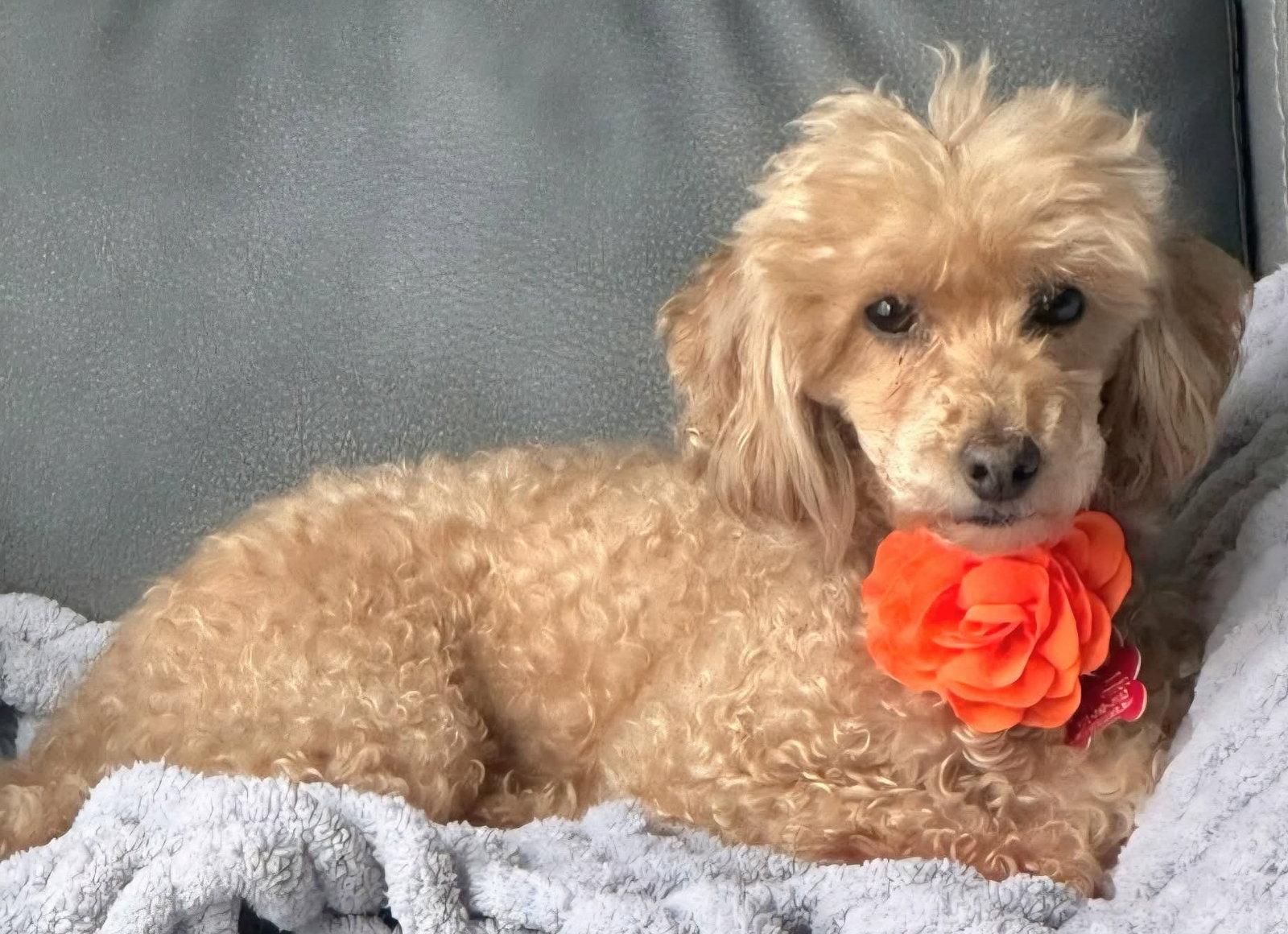 Enlarge Maggie, a Adopted Poodle in Cuba, NY image 3/3