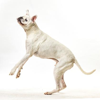 Enlarge Mochi, a Adoptable mixed breed in Reno, NV image 1/6