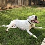 Enlarge Mochi, a Adoptable mixed breed in Reno, NV image 2/6