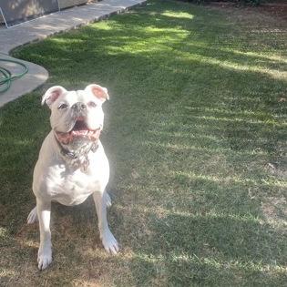 Enlarge Mochi, a Adoptable mixed breed in Reno, NV image 3/6