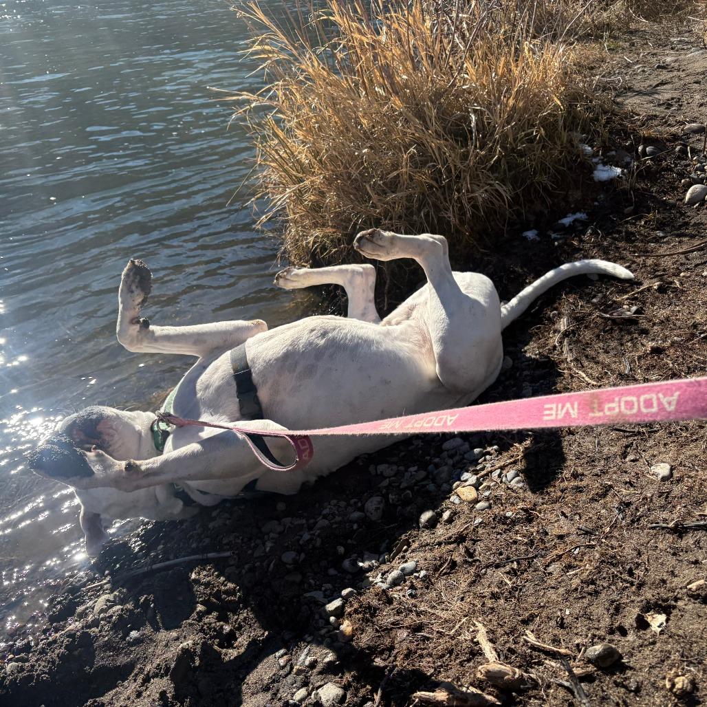 Enlarge Mochi, a Adoptable mixed breed in Reno, NV image 4/6