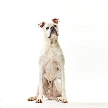 Enlarge Mochi, a Adoptable mixed breed in Reno, NV image 5/6