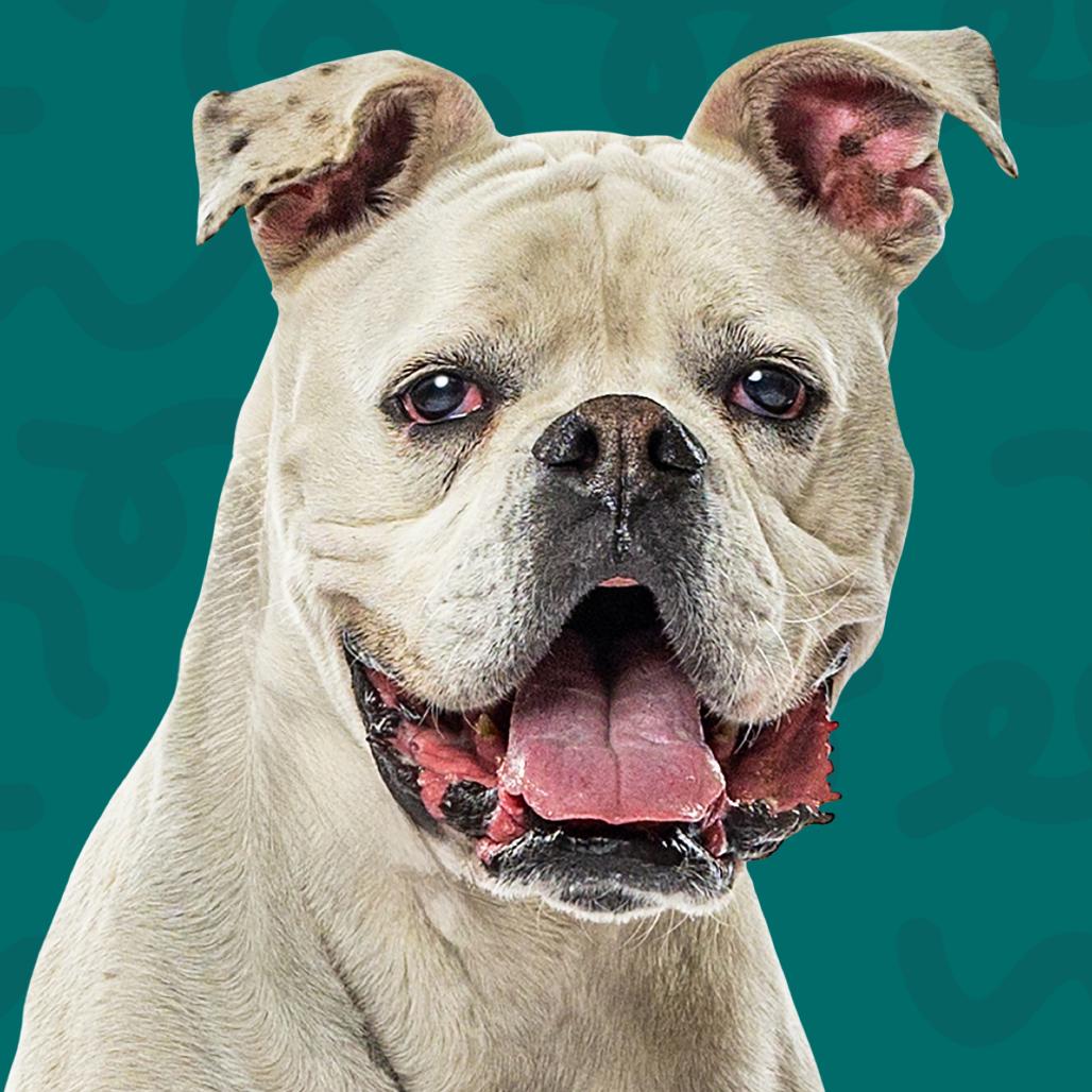 Enlarge Mochi, a Adoptable mixed breed in Reno, NV image 6/6