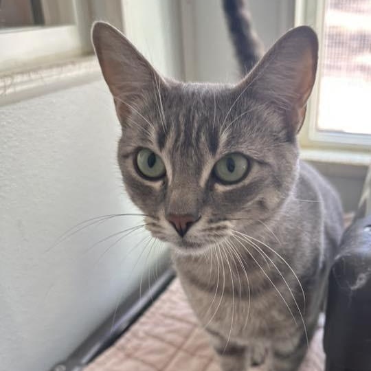 Jupiter, Adoptable, Young Female Domestic Short Hair.