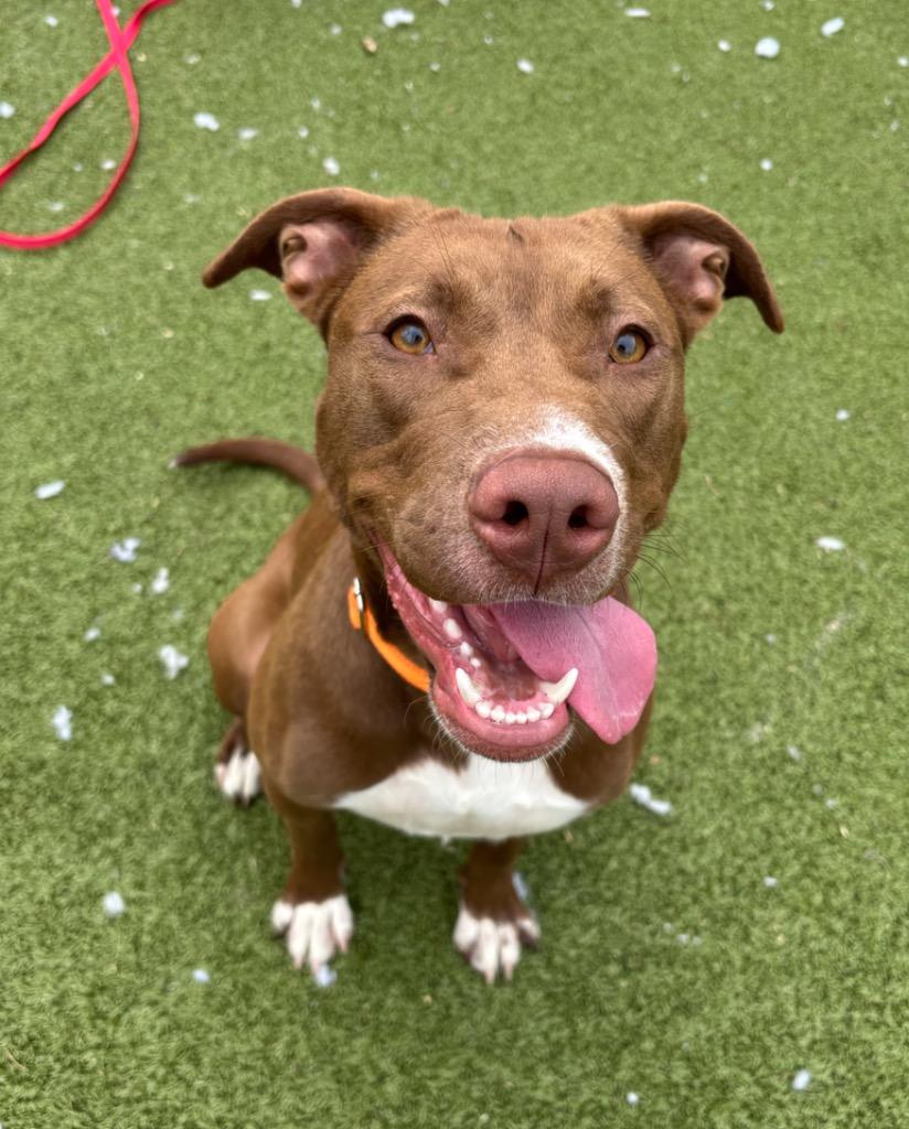 Tilly, Adopted, Young Female Pit Bull Terrier.
