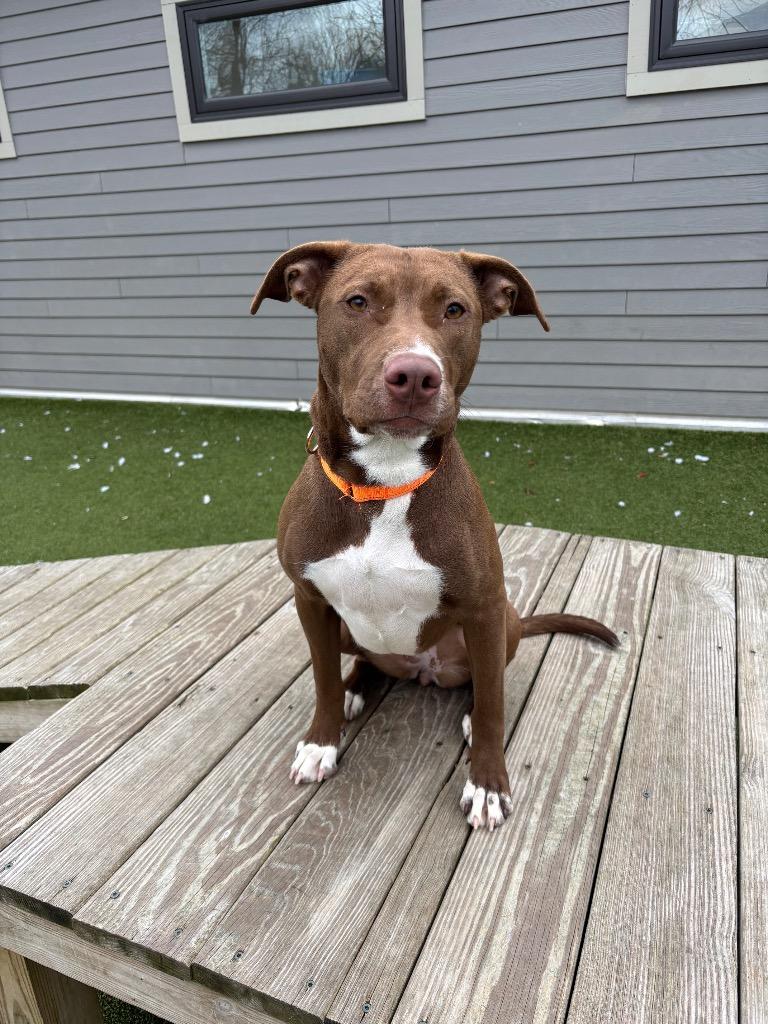 Enlarge Tilly, a Adopted Pit Bull Terrier in Liverpool, NY image 3/4