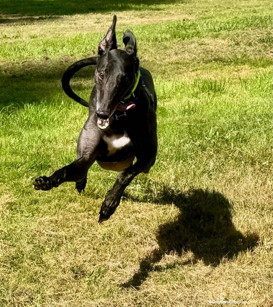 Enlarge Murray, a Adoptable Greyhound in Woodinville, WA image 1/3