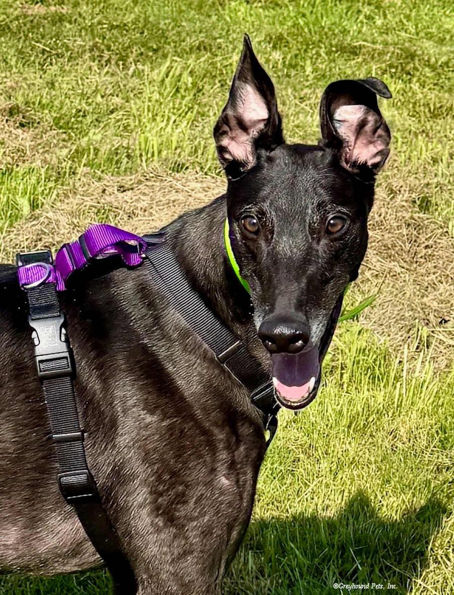 Enlarge Murray, a Adoptable Greyhound in Woodinville, WA image 2/3
