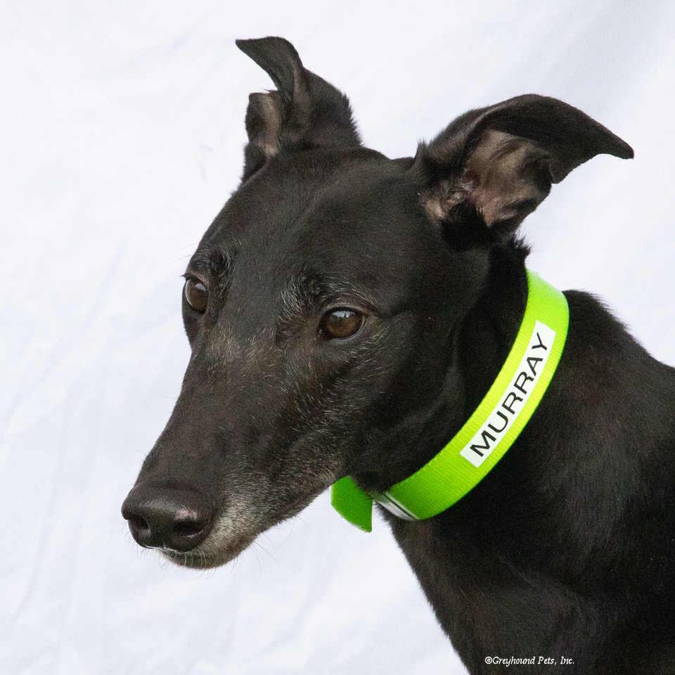 Enlarge Murray, a Adoptable Greyhound in Woodinville, WA image 3/3