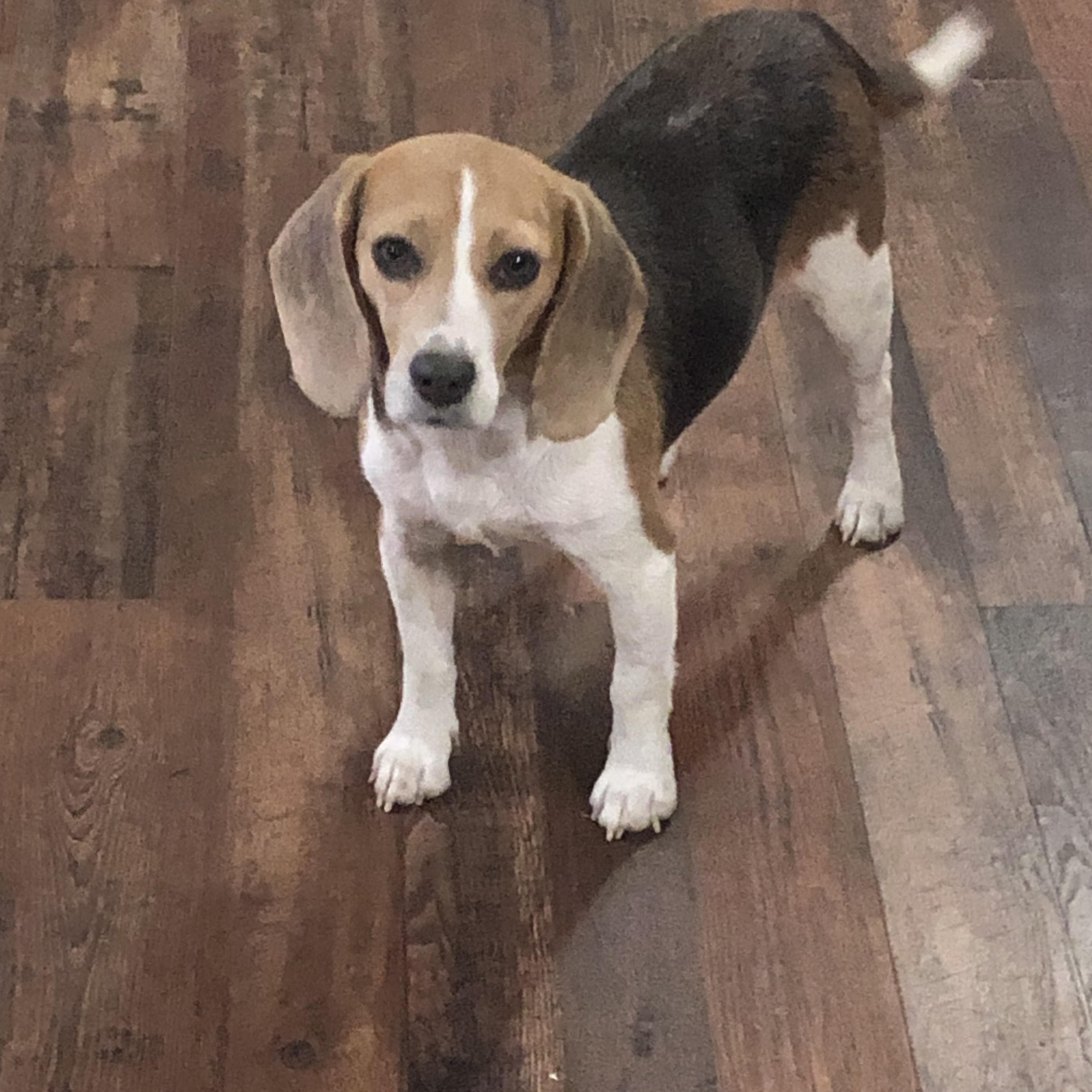 Izzy, ADOPTABLE, Adult Female Beagle.