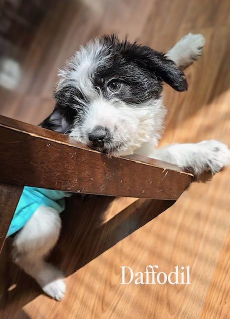 Daffodil, ADOPTABLE, Puppy Female Terrier.