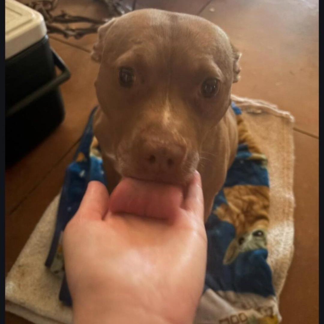 Letty, Adoptable, Adult Female Staffordshire Bull Terrier.