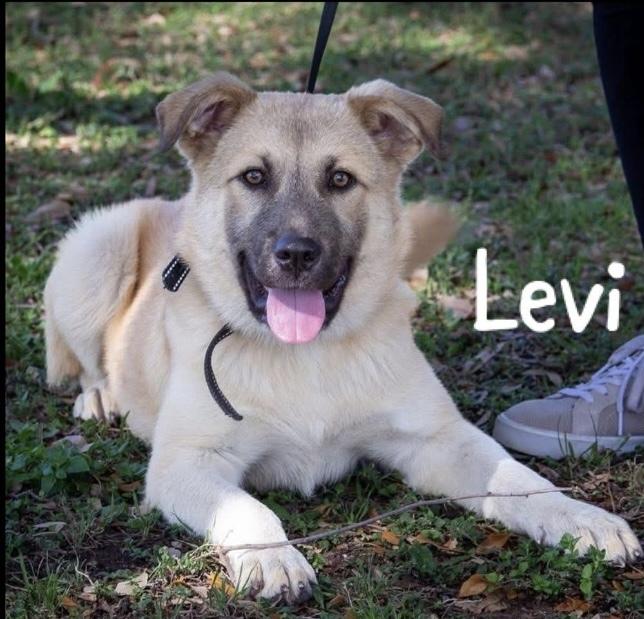 Enlarge Levi, a Adoptable mixed breed in Cheektowaga, NY image 1/2