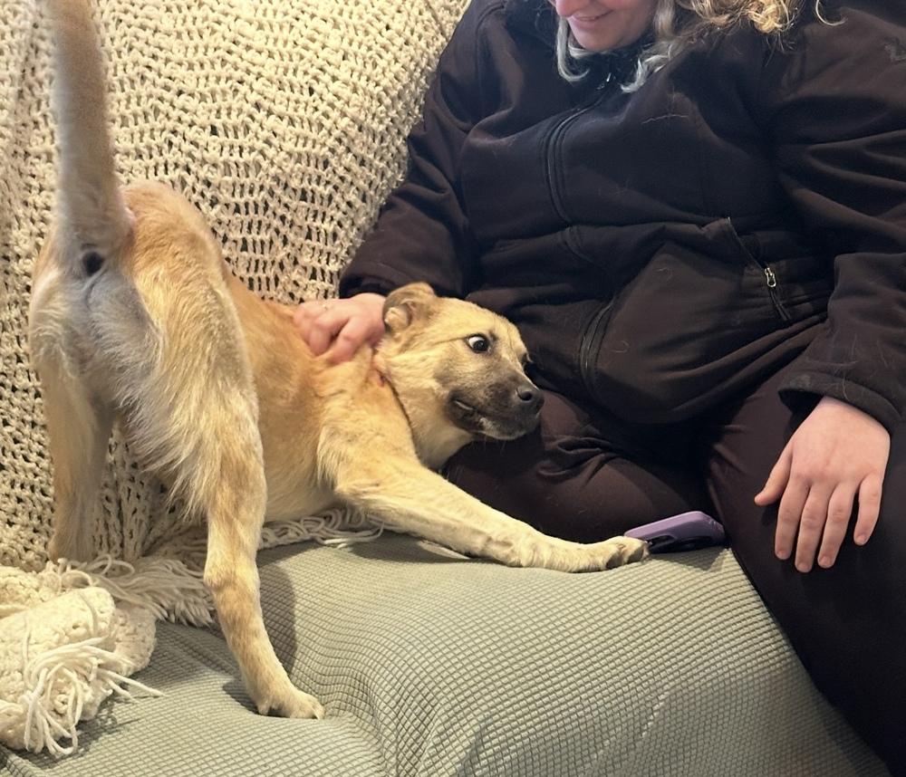 Enlarge Levi, a Adoptable mixed breed in Cheektowaga, NY image 2/2