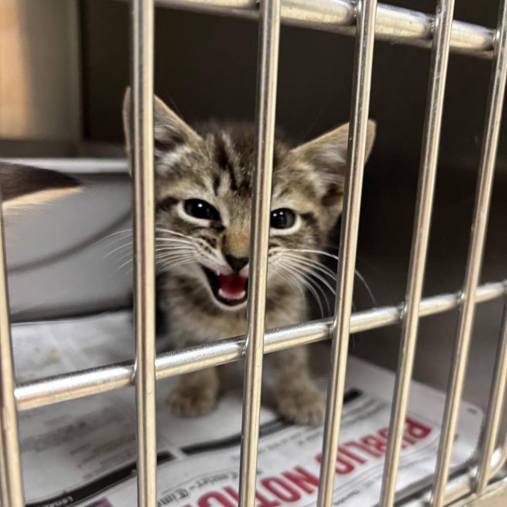Madeline, Adoptable, Kitten Female Domestic Short Hair.