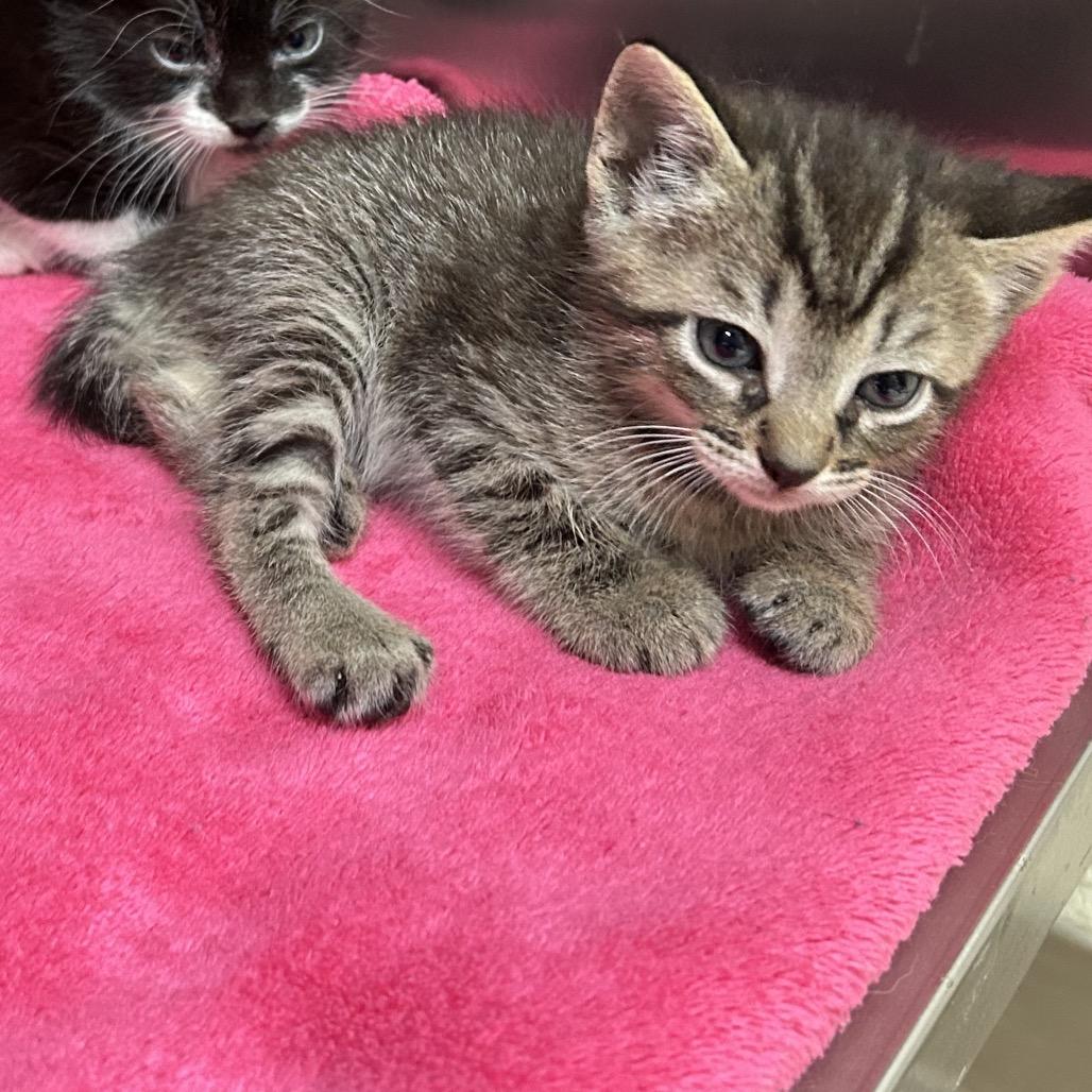 Enlarge Madeline, a Adoptable Domestic Short Hair in Roxboro, NC image 1/1
