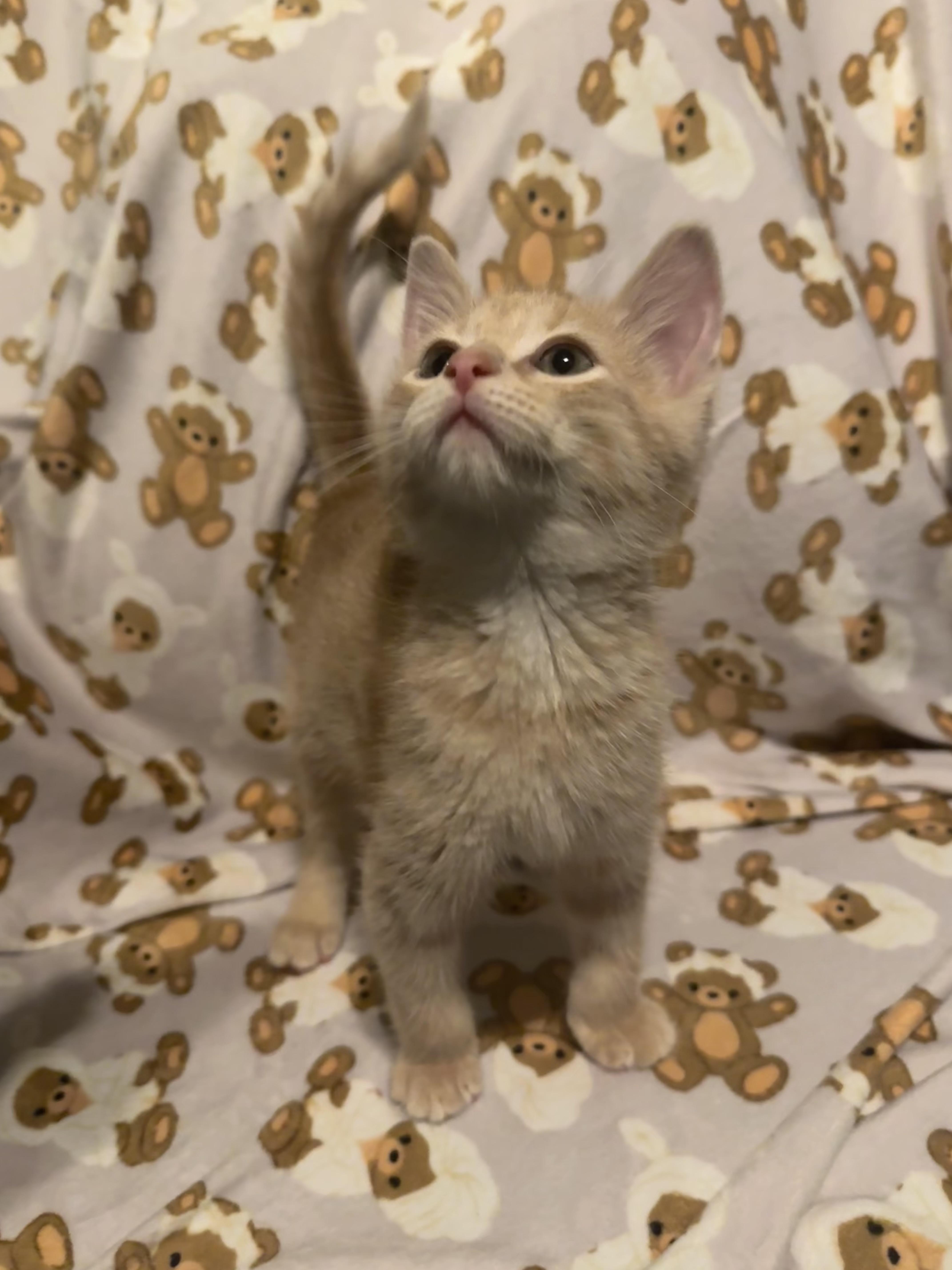 Toonces, an adopted Tabby in Saginaw, MI image 2/4