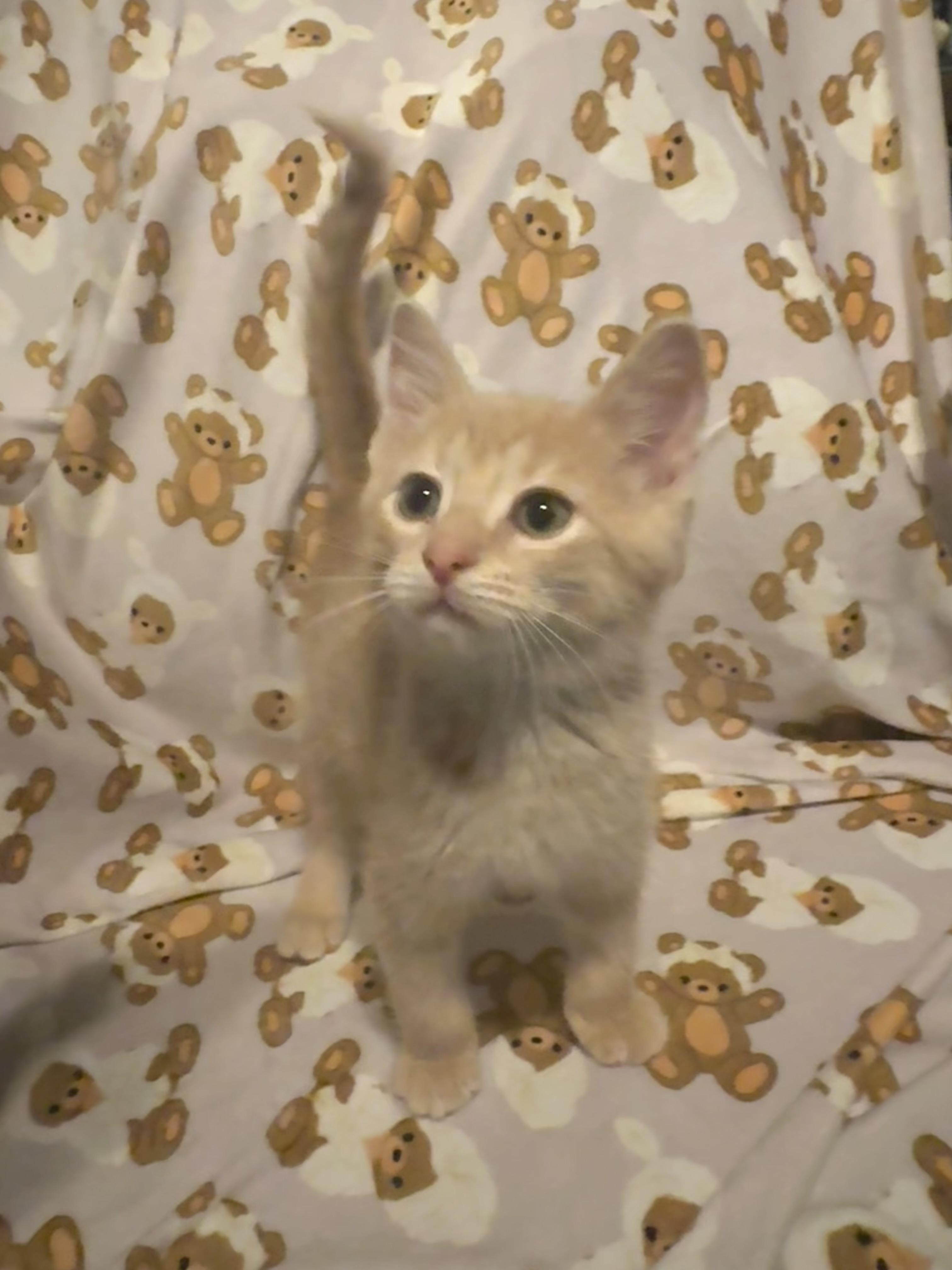 Toonces, adopted, Kitten Male Tabby.